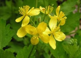 Advantages and disadvantages of using celandine to treat warts
